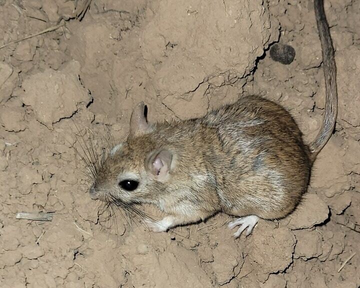 Conservation body asks Israel to protect rodent vulnerable to extinction