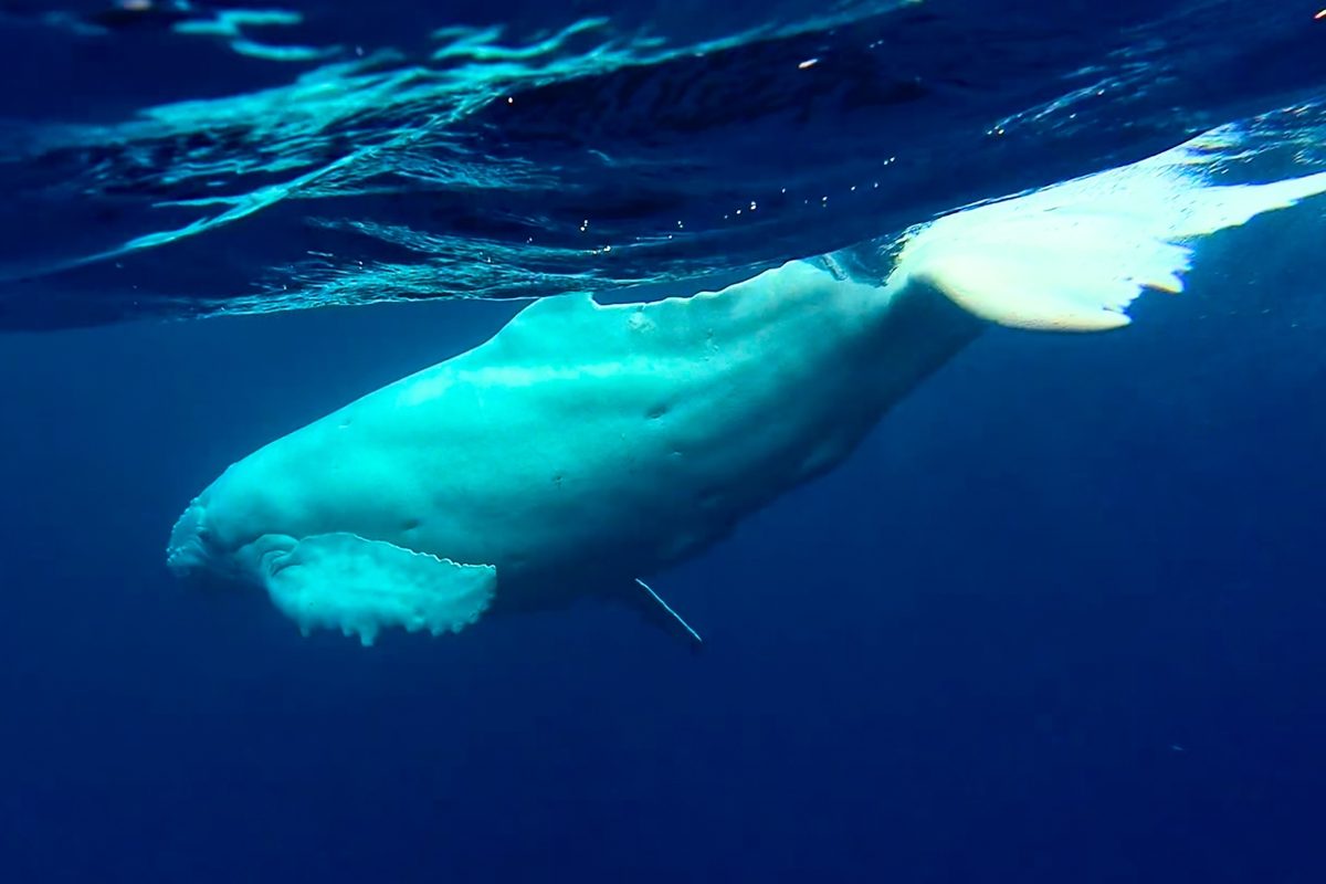 White humpback whale