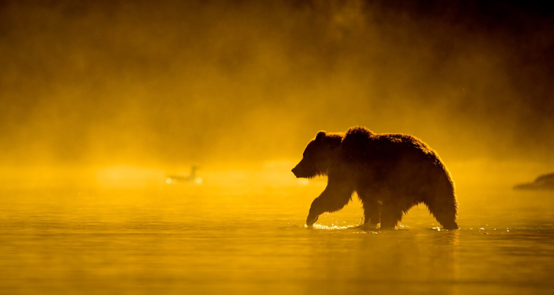 Latest science news: Roman roads | Bear attacks | Comet 3I/ATLAS updates