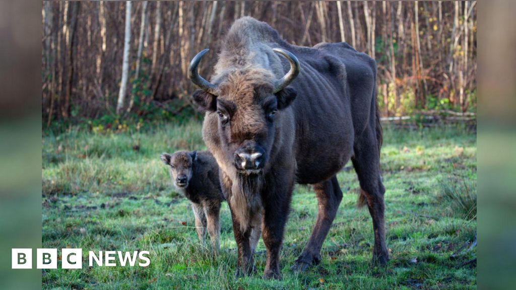 Sadness as UK's 'first' free-roaming bison passes away