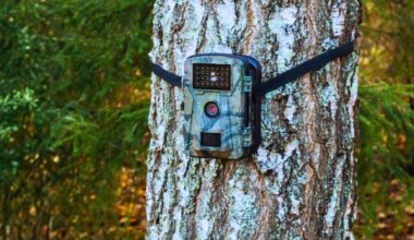 After 100 Years Of Silence, A Forgotten Species Has Returned