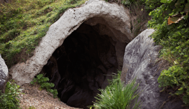 After Over 50 Years, Nearly Extinct Species Makes Unexpected Comeback!