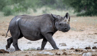 Against All Odds Critically Endangered Black Rhino Born In The Wild In Kenya