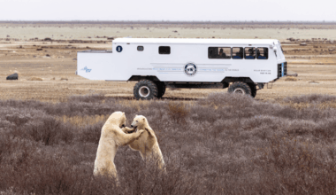 Are Polar Bears Dangerous? How “Bear-Dar” Can Keep Polar Bears And People Safe (And Separate)