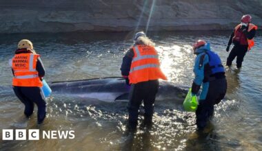 Stranded whale calf in Cornwall dies after major rescue effort
