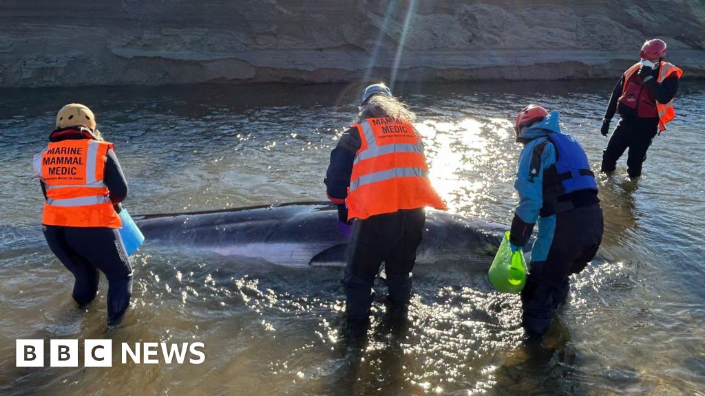 Stranded whale calf in Cornwall dies after major rescue effort
