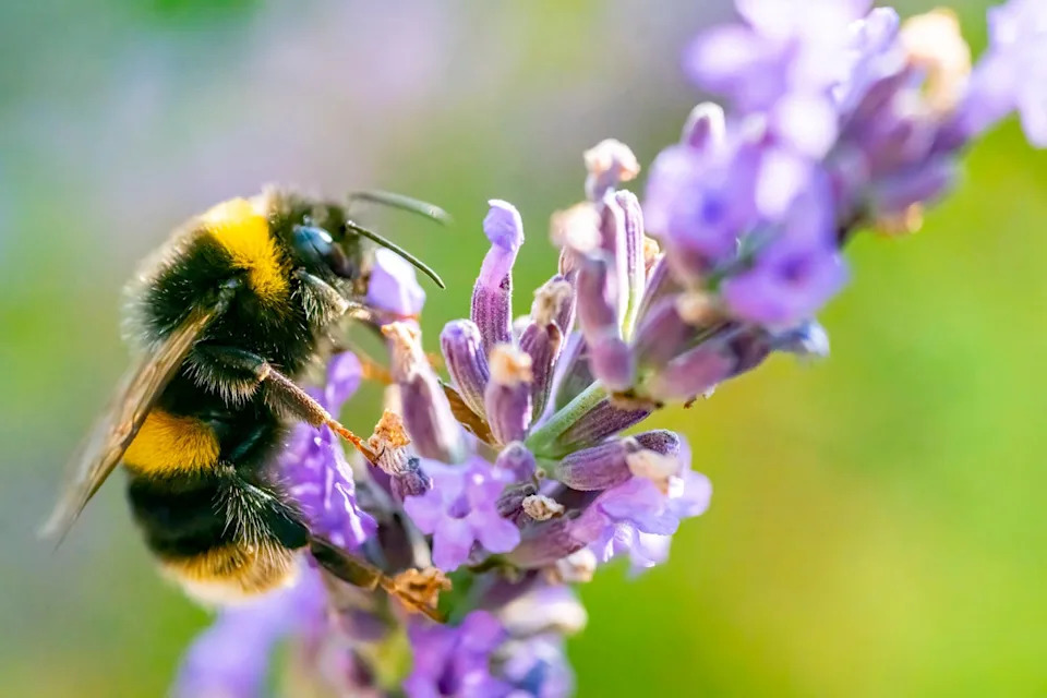 Bumblebees can learn to differentiate between light signals, researchers say (Getty/iStock)