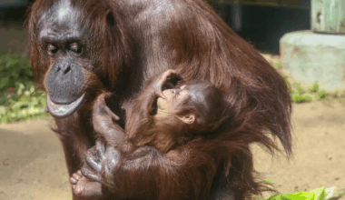 Birth Of An Endangered Bornean Orangutan At La Zoo Marks First In Nearly 15 Years