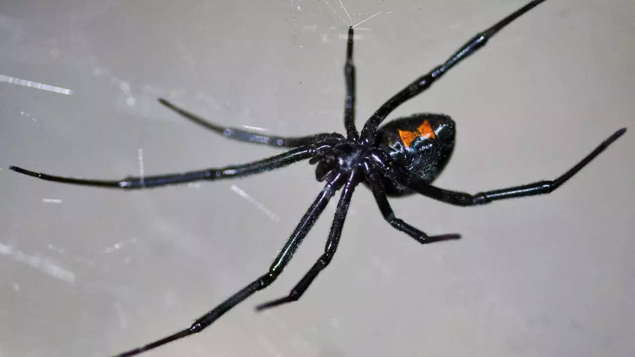 Black Widow Spiders