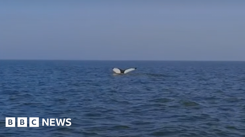 Fisherman films 'magical' humpback whale off Norfolk coast