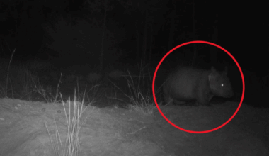 Cameras Capture Once Nearly Extinct Species Thriving Again In Queensland