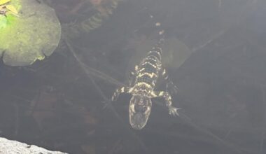 Alligator rescued from Charles River