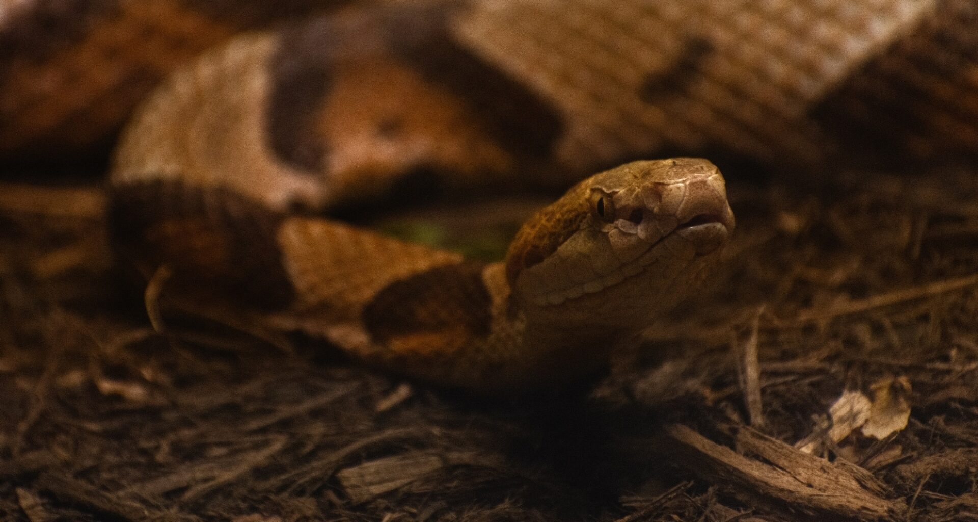 Close Up Of A White Headed Snake
