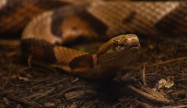Close Up Of A White Headed Snake