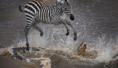 A common or plains zebra jumping over a crocodile,