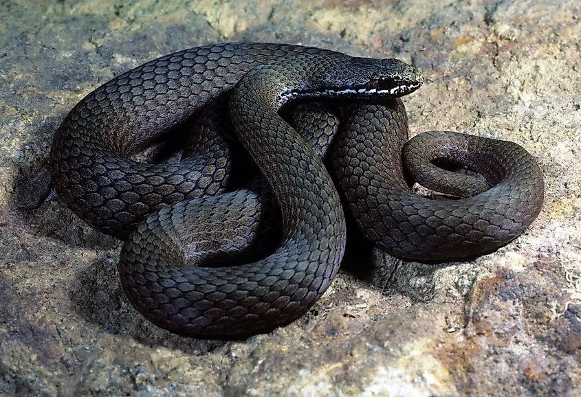 White-lipped Snake (Drysdalia coronoides)
