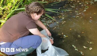 Jersey wildlife trust recognised for protecting agile frogs