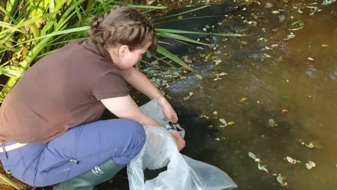 Durrell Wildlife Conservation Trust A woman kneeling down next to a pond. The woman is holding a plastic bag close to the water to release the species. The water is murky and leaves are floating on the surface.