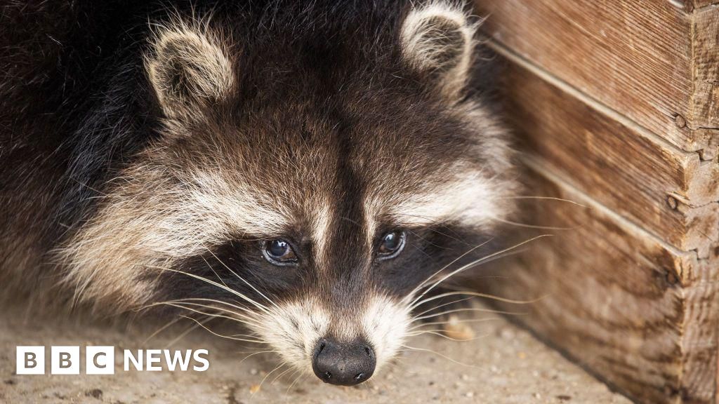 Raccoons may be on their way to becoming America's next pet