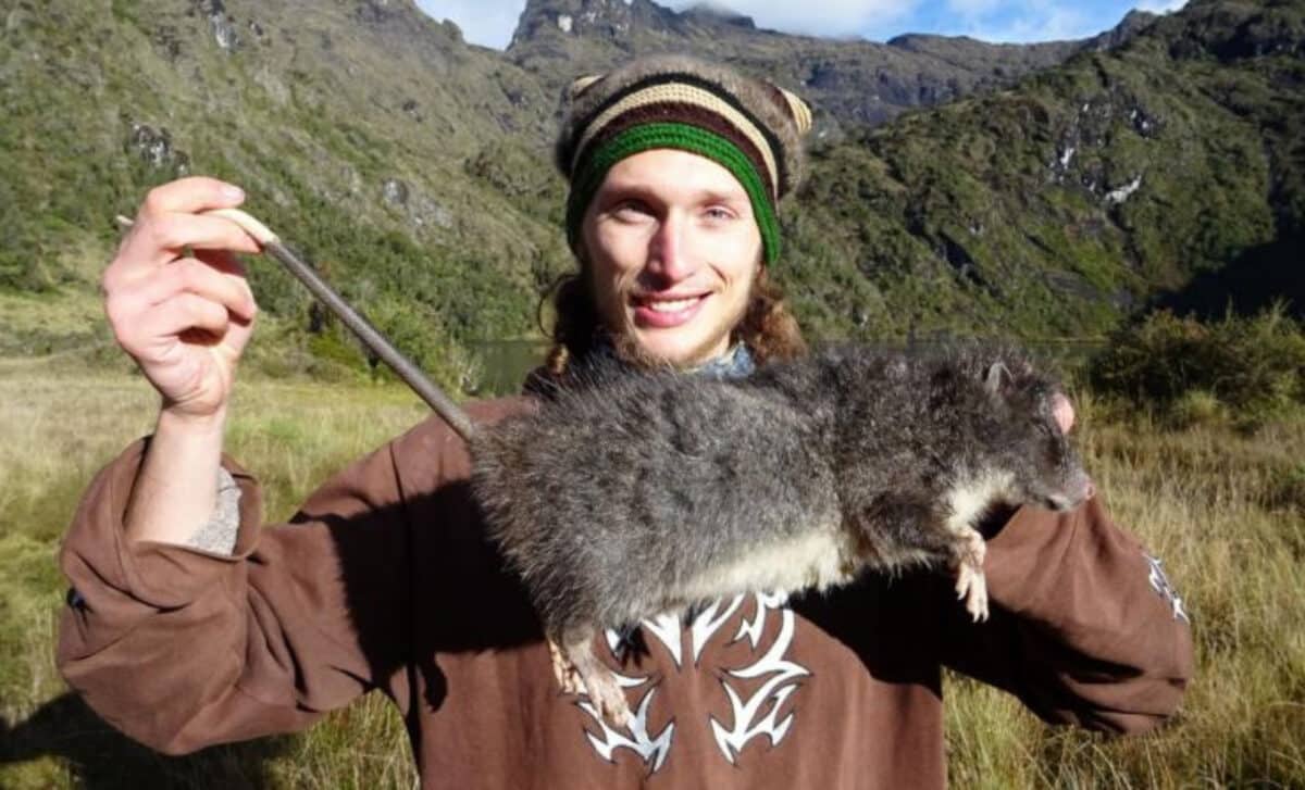 Deep In New Guinea’s Misty Mountains, Scientists Have Documented A Giant Woolly Rat In The Wild For The First Time