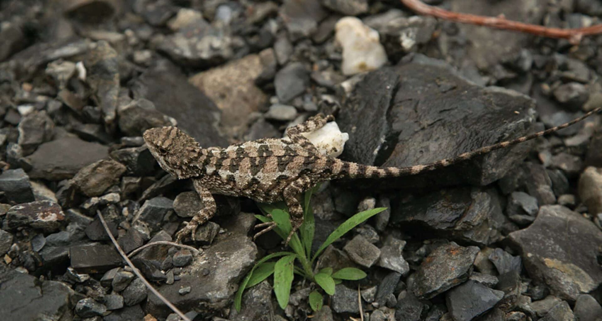 Diploderma Bifluviale Lizard
