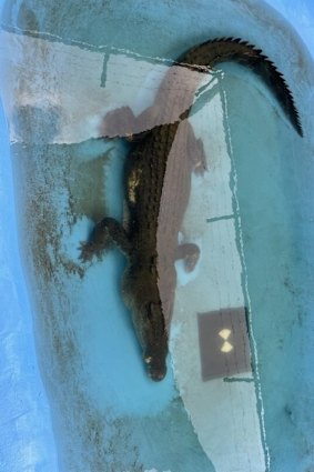 Old Faithful in captivity in Cairns.