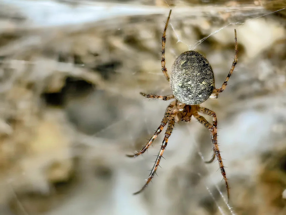 An undated image shows a female Metellina Merianae spider in its individual web on a wall in Sulfur Cave, on the Greek-Albanian border.  / Credit: Istvan Urak / AP