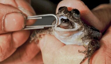 The premier, the poet and the fight to save a frog