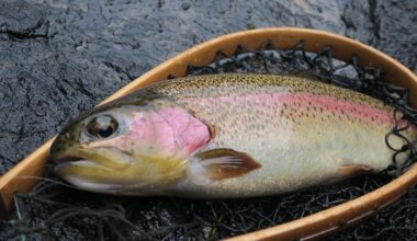 Dr Glen Power on his new book: ‘Trout in Western Australia’