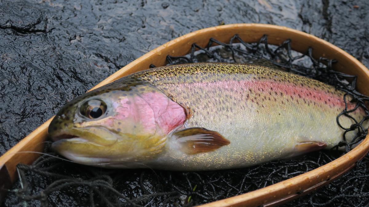 Dr Glen Power on his new book: ‘Trout in Western Australia’