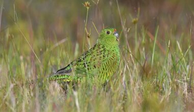 Rare ground parrot rediscovered in northern Tasmania after decades