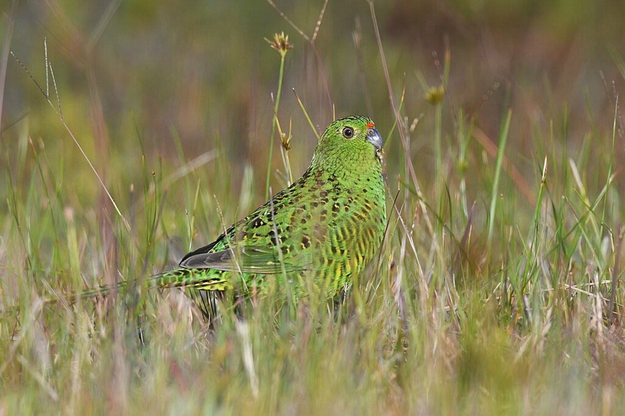 Rare ground parrot rediscovered in northern Tasmania after decades