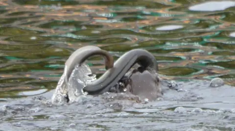 Rick Ingham An otter biting into an eel while in the water. The eels body is writhing out of the water.