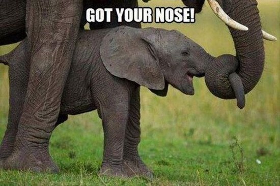 elephant-got-your-nose.jpg elephant-got-your-nose.jpg