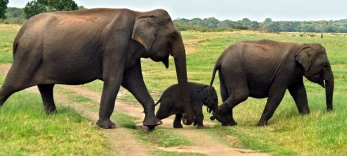 How many Elephants in Sri Lanka : Latest Data revealed