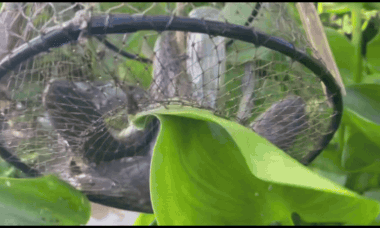 Farmer finds huge snakehead fish haul hidden beneath water hyacinth