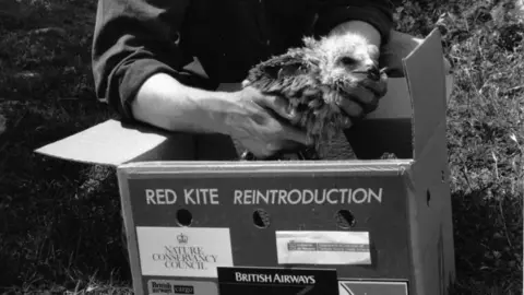 Ian Evans A man holds a red kite chick above a box ready to transport it to the UK from Spain in the early 1990s