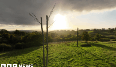 Devon 'Frankenstein trees' offer safe haven for wildlife