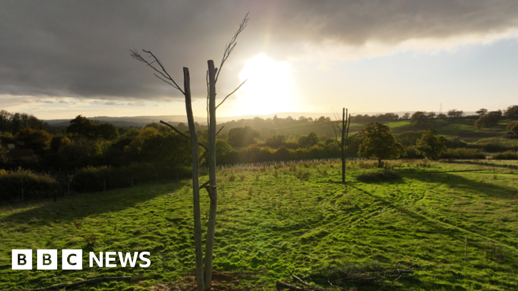 Devon 'Frankenstein trees' offer safe haven for wildlife