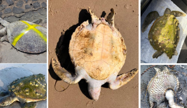 Endangered green turtle deaths surge in protected Australian waters