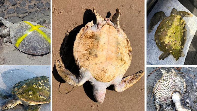 Endangered green turtle deaths surge in protected Australian waters