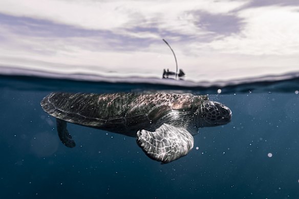 A tracking project run by Taronga Zoo is revealing world-leading insights into the lives of endangered sea turtles.