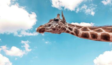 Why do giraffes have such long legs? Animal simulations reveal a surprising answer