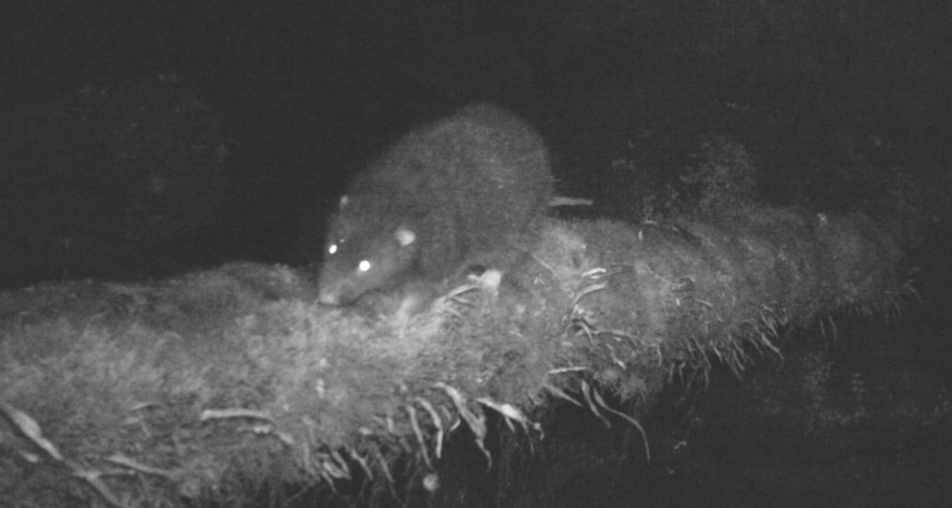 First Scientific Observation Of The Largest Sahulian Rodent, Mallomys Istapantap, In The Wild