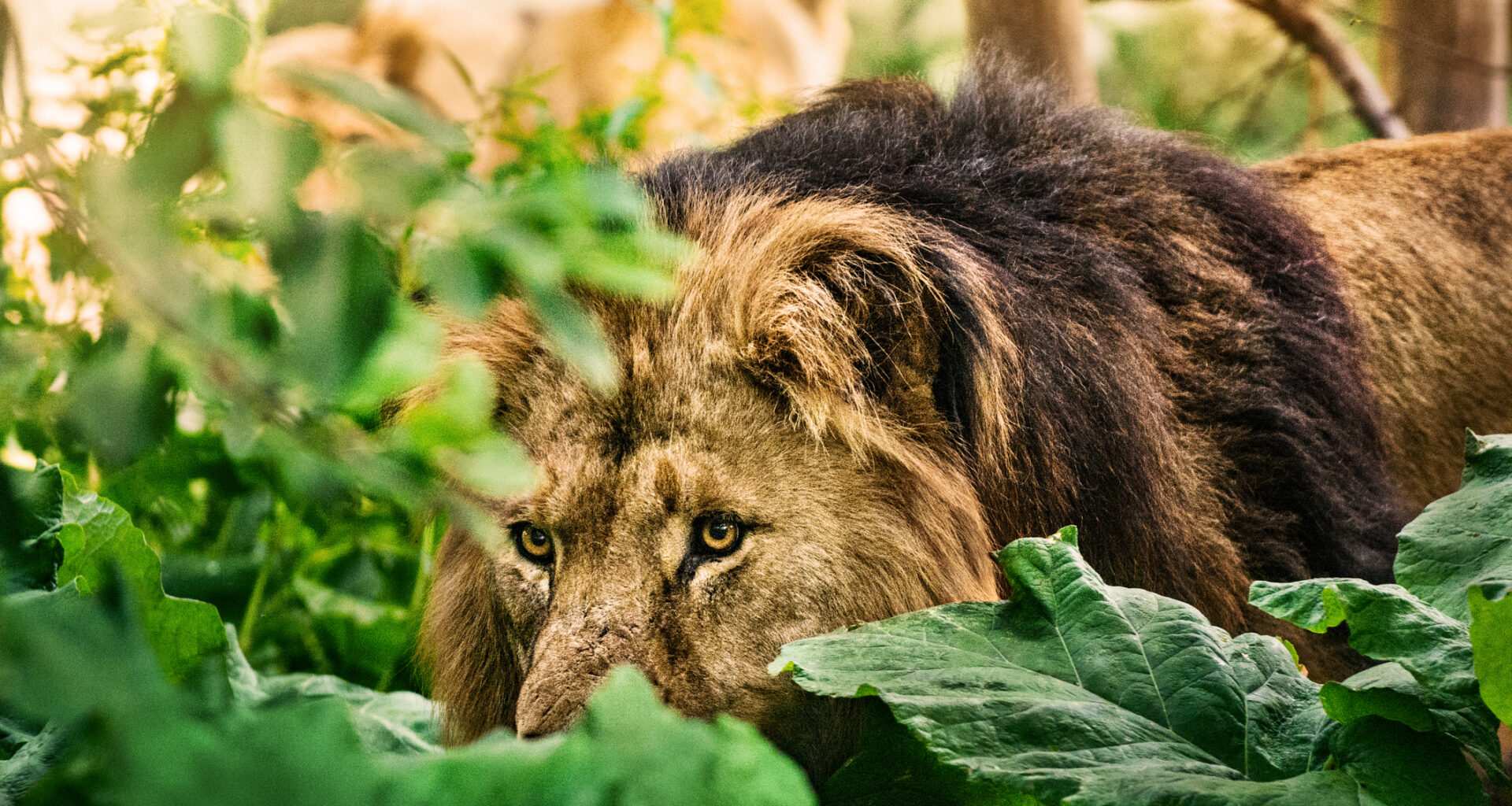 Lion On The Loose In Ireland Turns Out To Be Dog With Snazzy New Haircut