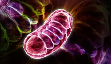 Scientists discover the nutrient that supercharges cellular energy