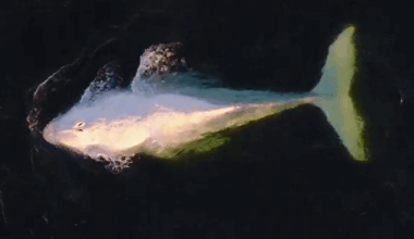 Albino whale on Australia's east coast sparks concern over thin appearance