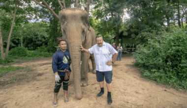 Honey helps a senior elephant heal