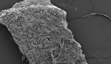 Ancient eggshells shed new light on crocodiles that hunted prey from trees