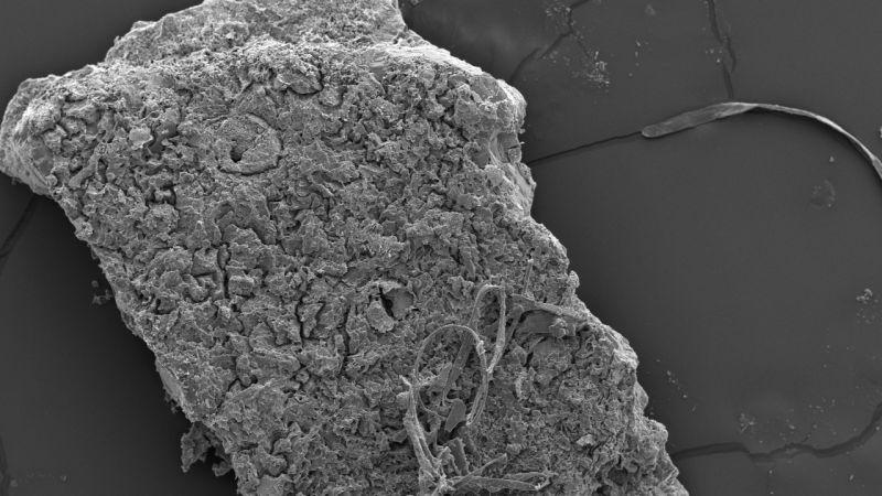 Ancient eggshells shed new light on crocodiles that hunted prey from trees